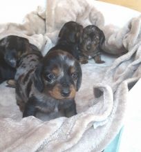 Awesome male and female Dachshund puppies