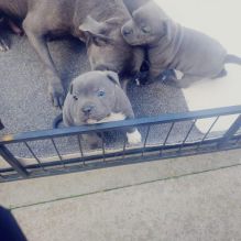 Blue Staffordshire Bull Terrier