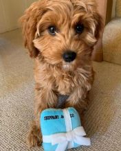 ❤️❤️ Cavapoo Puppies ❤️❤️ Girl & Boy ❤️ ❤️