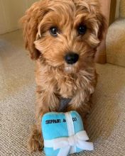 Cavapoo Puppies Male and Female