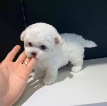 CKC Reg'd Bichon Frise Puppies- 2 LEFT