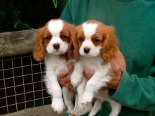 CKC registered Cavalier King Charles puppies