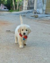 Cute Lovely Golden retrievers Puppies