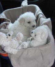 Excellent Bichon Frise Puppies Last 3 available!