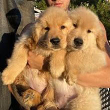 Golden Retriever puppies ready . healthy and potty trained
