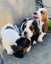 Healthy Basset Hound puppies available