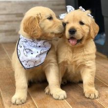 Home Trained Golden Retriever Puppies Now Ready