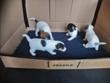 ❤️❤️ Jack Russell Terrier Puppies ❤️❤️ Girl & Boy ❤️ ❤️