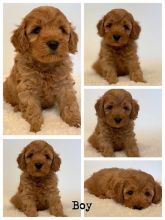 OUTSTANDING CKC MALE AND FEMALE CAVAPOO PUPPIES