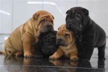 Purebred Shar pei puppies available