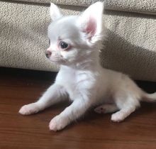 Tiny Chihuahua puppies available ( Apple head)