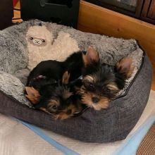 Yorkie Puppies Available