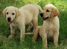 CHRISTMAS MALE AND FEMALE AKC LABRADOR PUPPIES AVAILABLE