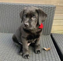 CUTE AKC LABRADOR puppies available