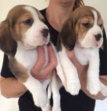 Cute and Nice Basset hound Puppies.