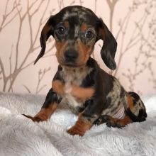 Excellence Dachshund Puppies Male and Female