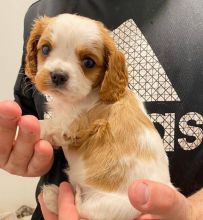 Male/Female Cavalier King Charles Spaniel Puppies