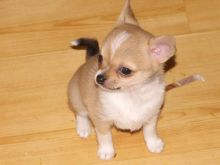Potty Trained Male/Female Chihuahua Puppies Available