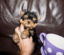 Nice and Healthy Yorkies Puppies Available