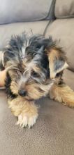 Nice and Healthy Yorkies Puppies Available