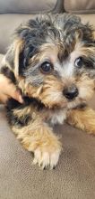 Nice and Healthy Yorkies Puppies Available