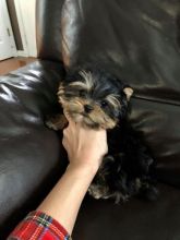 Nice and Healthy Yorkies Puppies Available