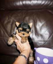 Nice and Healthy Yorkies Puppies Available