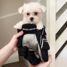 Two Teacup Maltese Puppies Needs a New Family