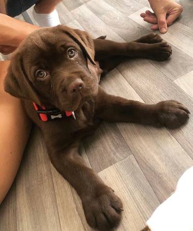 CUTE AKC LABRADOR puppies available Image eClassifieds4u