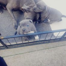 Blue Staffordshire Bull Terrier Image eClassifieds4U
