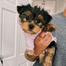 C.K.C MALE AND FEMALE YORKSHIRE TERRIER PUPPIES AVAILABLE Image eClassifieds4U