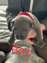 Loyal Staffordshire Bull Terrier Puppies Image eClassifieds4U