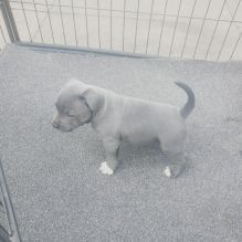 Marvelous Staffordshire Bull Terrier Image eClassifieds4U