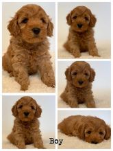 OUTSTANDING CKC MALE AND FEMALE CAVAPOO PUPPIES Image eClassifieds4U