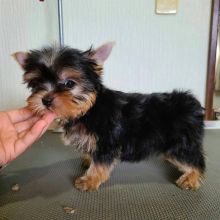 Precious Yorkshire Terrier Puppies Image eClassifieds4U