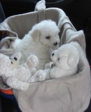 Snow white Bichon Frise Puppies available Image eClassifieds4U