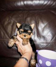 Nice and Healthy Yorkies Puppies Available Image eClassifieds4U