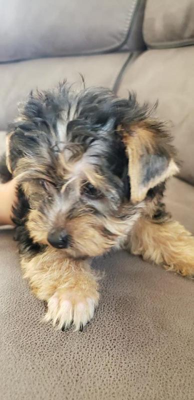 Nice and Healthy Yorkies Puppies Available Image eClassifieds4u