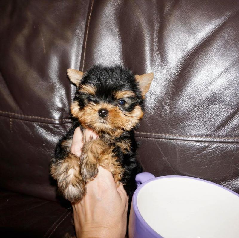 Nice and Healthy Yorkies Puppies Available Image eClassifieds4u