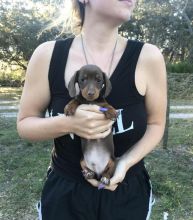 Mini dachshund puppies for adoption