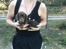 Mini dachshund puppies for adoption