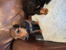 Mini dachshund puppies for adoption