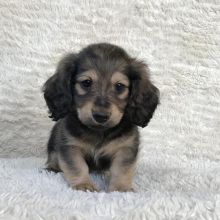 Mini dachshund puppies for adoption