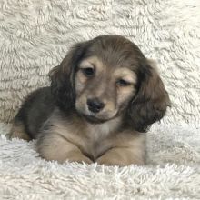 Mini dachshund puppies Males and Females