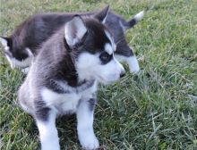 Sweet Siberian Husky Puppies