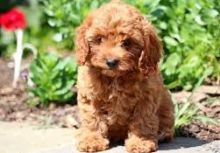 Two Cavapoo Pups, Very Healthy
