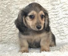 Mini dachshund puppies for adoption Image eClassifieds4u 2