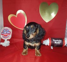 Mini dachshund puppies for adoption Image eClassifieds4u 2