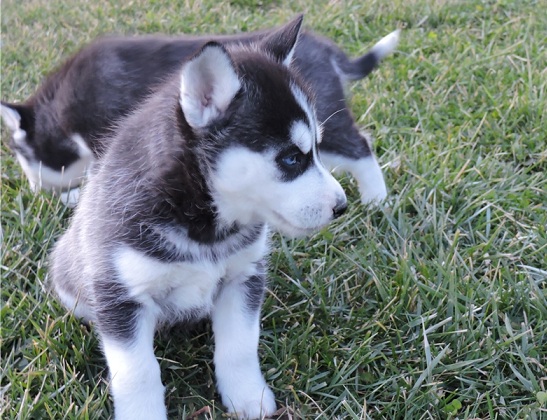 Sweet Siberian Husky Puppies Image eClassifieds4u