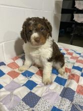 Aussiedoodle puppies